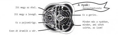 Amit tudnod kell a testedről: nyak