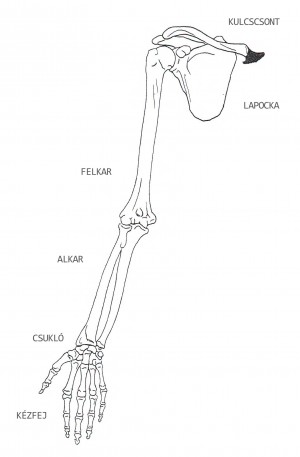Amit tudnod kell a testedről: kar