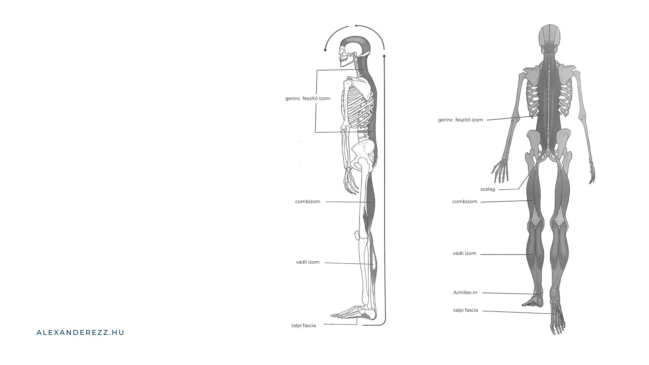 Anatómia - izomláncolat oldalról és hátulról
